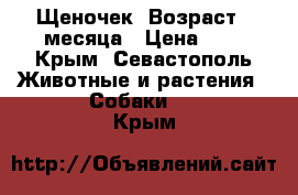 Щеночек. Возраст 4 месяца › Цена ­ 1 - Крым, Севастополь Животные и растения » Собаки   . Крым